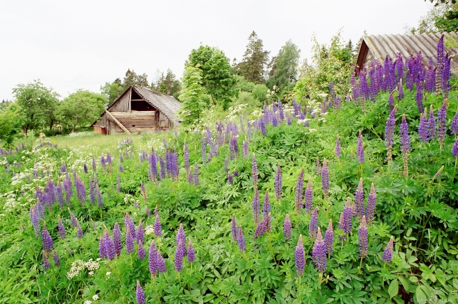 lupines-nr-usjeljub-2001-2001116-16a