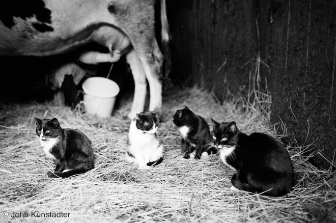 milking-kljastsitsy-2007