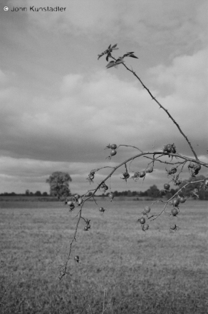 near-karotsichy-2011-2011323