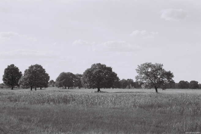 oak-grove-nr-borki-zhytkavichy-district-2013-2013281b-12