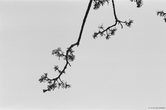 oak-leaves-panjamon-2009
