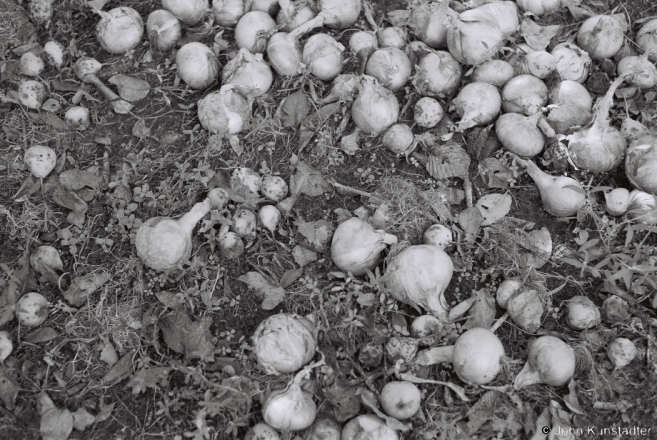 onion-season-tsjerablichy-2012-2012286