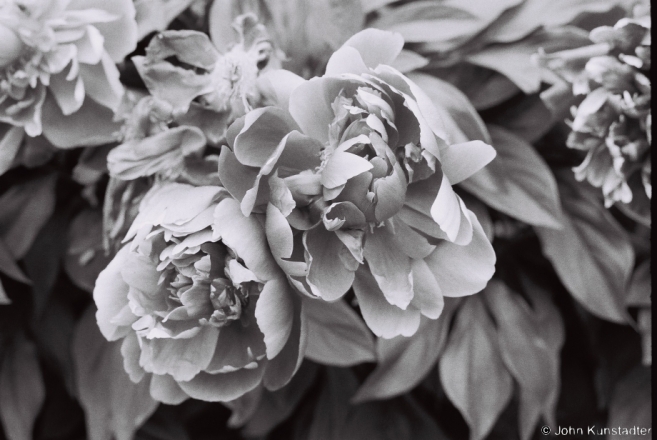peonies-tsjerablichy-2012-2012146-f1070022