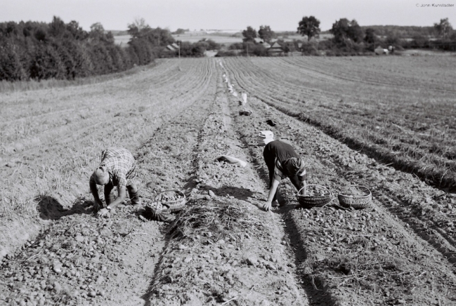 potato-harvest-troshchytsy-2009
