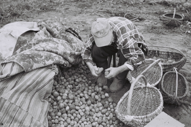 potato-harvest-tsjerablichy-2012-2012266
