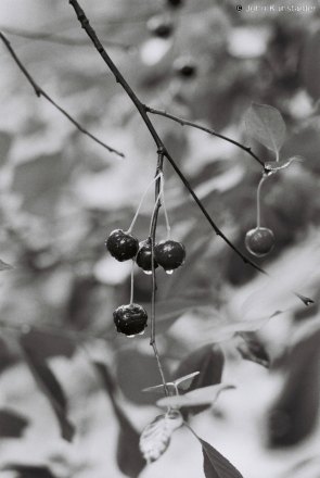 ripe-cherries-tsjerablichy-2011-2011192bf1050022