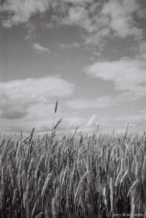 rye-end-of-june-vasilishki-2012-2012188a-5a-f1120006