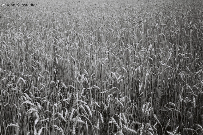 rye-field-vjaljejka-district-2011-2011226c-29a3