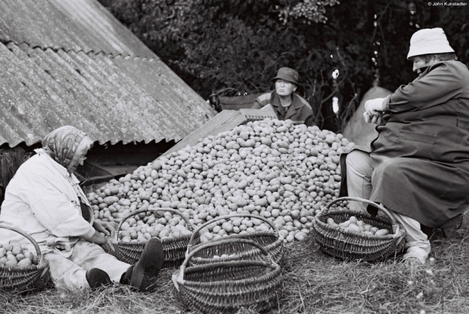 sorting-potatoes-kozhava-2009