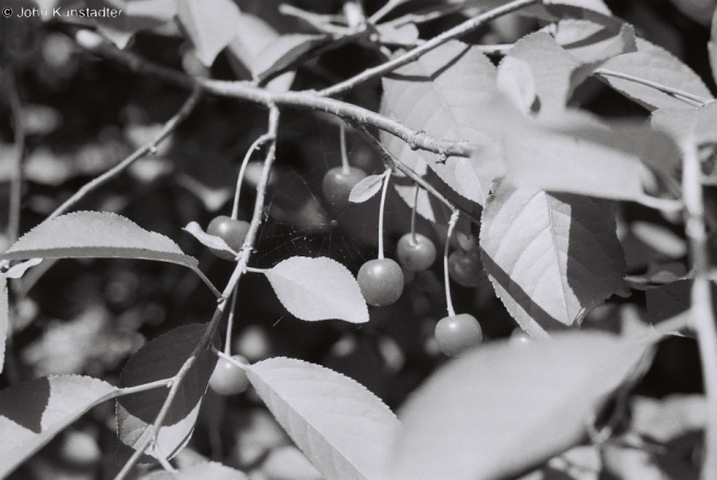 sour-cherries-tsjerablichy-2012-2012200a-f1070009