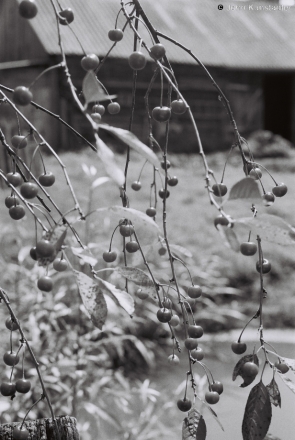 sour-cherries-tsjerablichy-2012-2012200a-f1070013