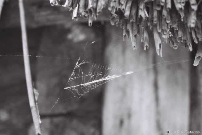 spider-web-kuradava-2012-2012120-f1020005