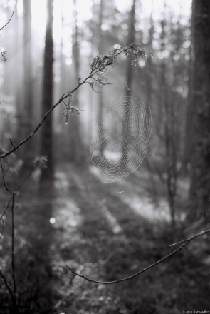 spider-web-mjensk-bjahoml-road-2013-f11800052013144b