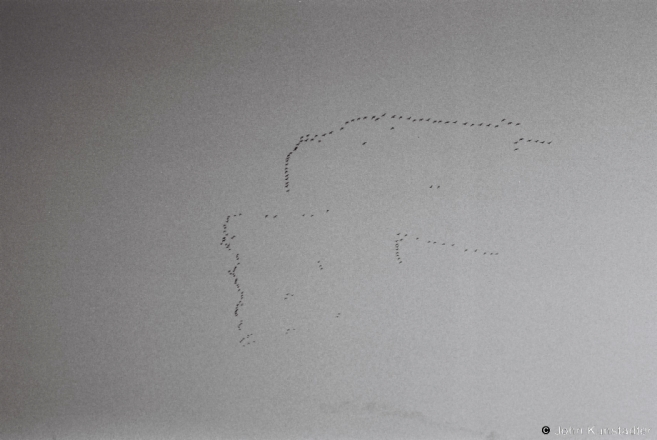 spring-migration-along-the-prypjats-tsjerablichy-2010-2010049-30a