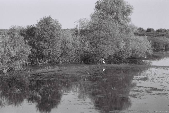 hunting-frogs-bjelavusha-2013-2013107