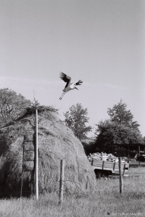 stork-koziki-2012-2012117b