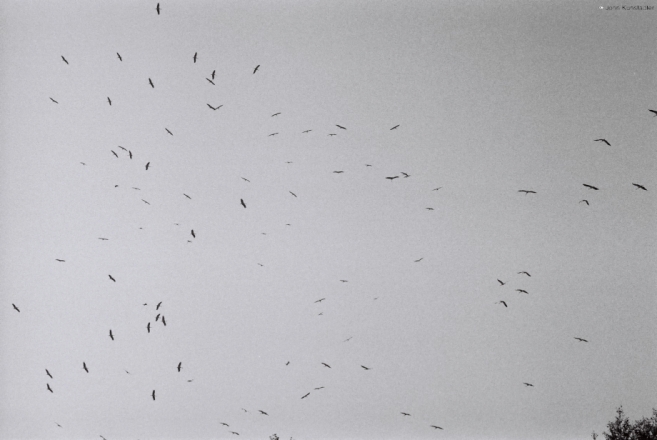 stork-migration-nr-ljeljuki-2010