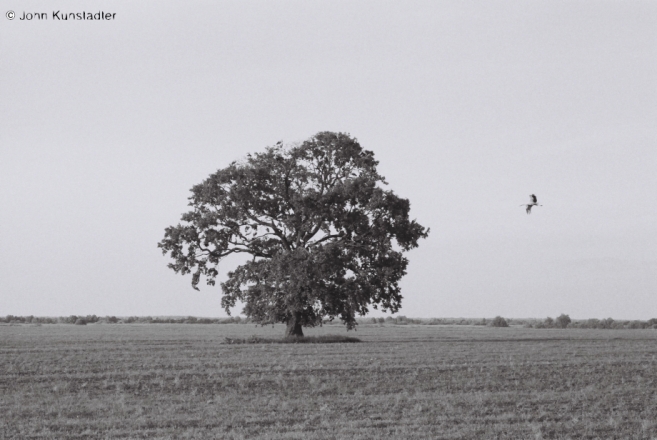 storks-varonina-oak-2009-2009179-03