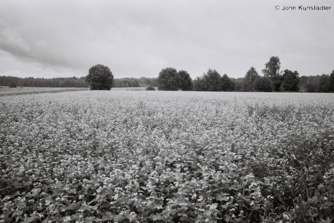the-heady-fragrance-of-buckwheat-buda-2011-2011191bf1010028